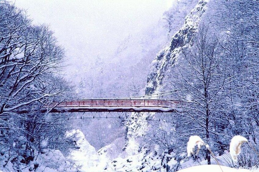 Full Day Private Skiing / Snowboarding Tour in Sapporo 4