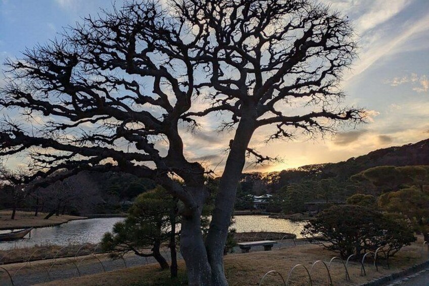 Un grand arbre sans feuilles se dresse dans un parc, avec un lac et des collines en arrière-plan. 2