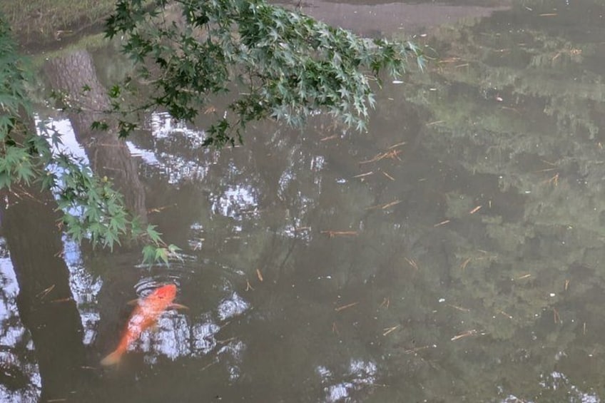 Un pesce koi nuota in uno stagno con riflessi di alberi e un cielo sereno. 4