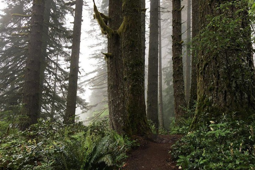 the mists are magical in the giant Douglas firs 5