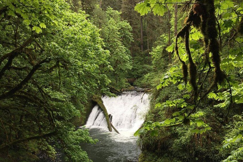 waterfalls shrouded in big leaf maples 3