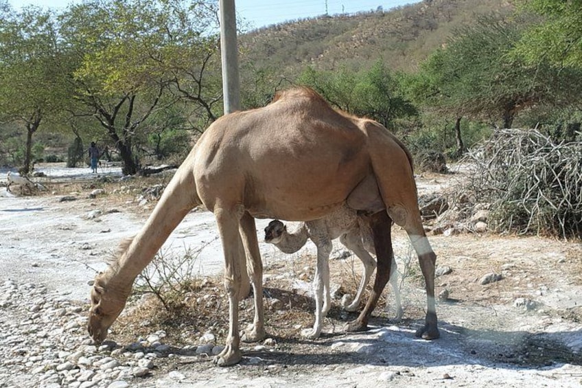 Lovely Camels at east Side of Salalah 2