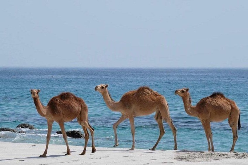 Camels on West Side of Salalah at Al Moghseal Beach 2