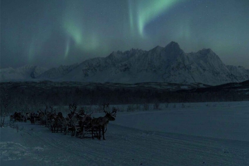 Eine Gruppe von Rentieren zieht einen Schlitten durch eine verschneite Landschaft, im Hintergrund Berge und am Himmel das Nordlicht. 3