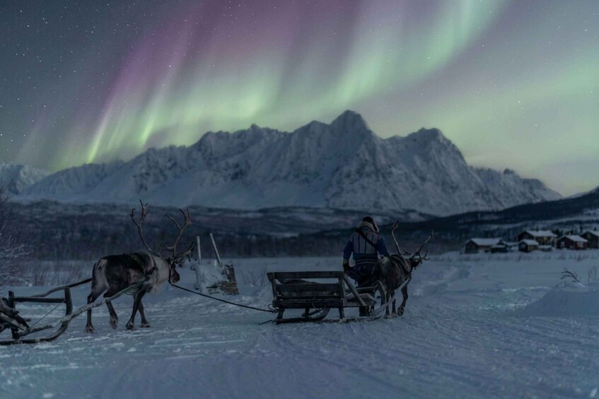Ein Rentier zieht einen Schlitten über verschneites Gelände, auf dem eine Person sitzt, während der Nachthimmel die Polarlichter zeigt. 4