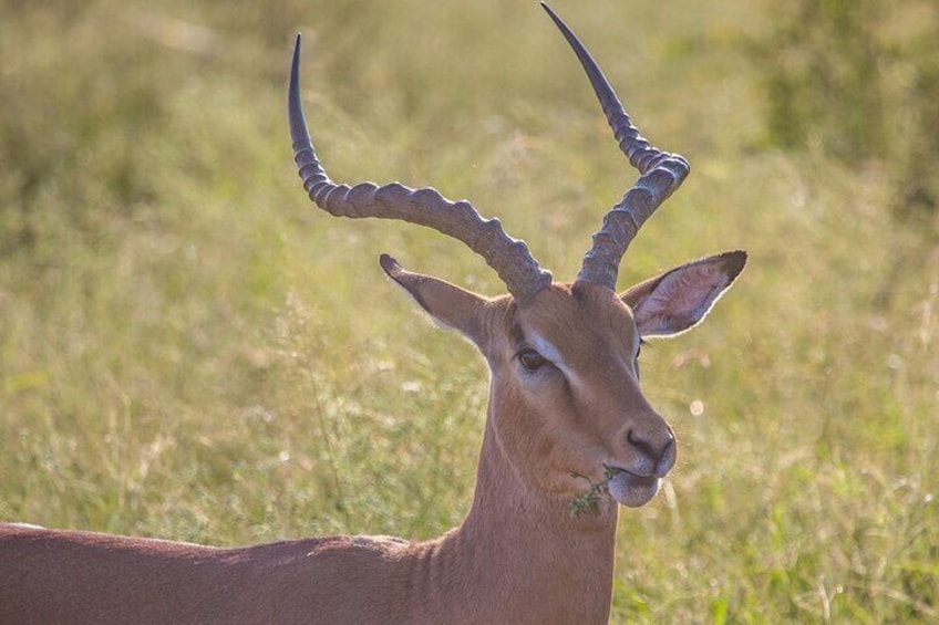 Hlane Royal National Park - Eswatini Full Day Tour