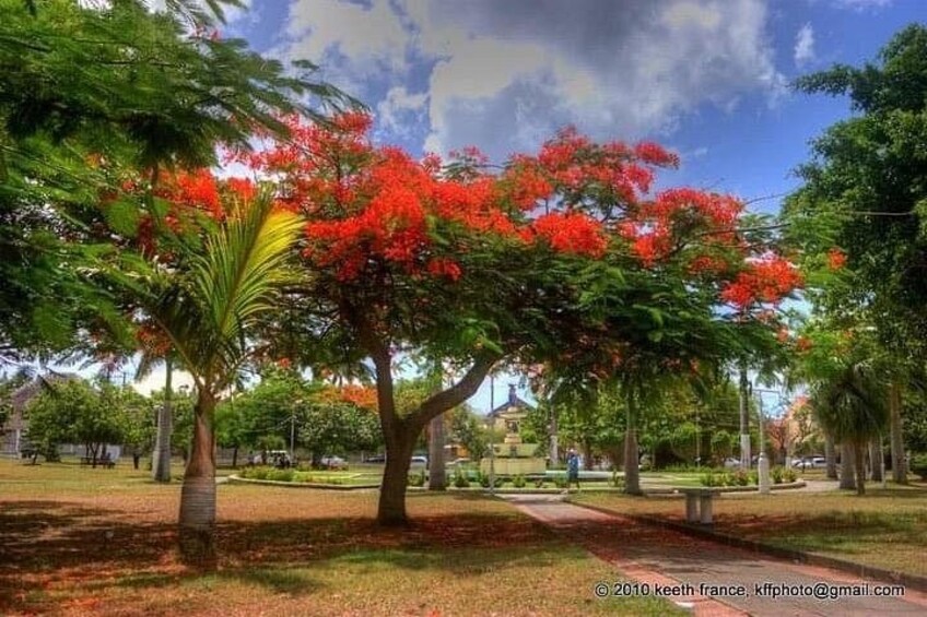 Un parc avec un arbre remarquable aux fleurs rouges, un sentier et un bâtiment situé au loin. 3