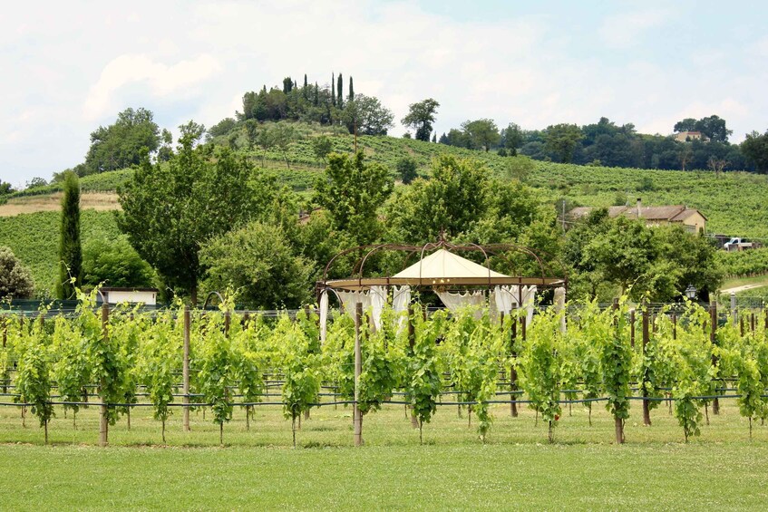 Picture 5 for Activity Lunch in the garden and Wine Tasting 2