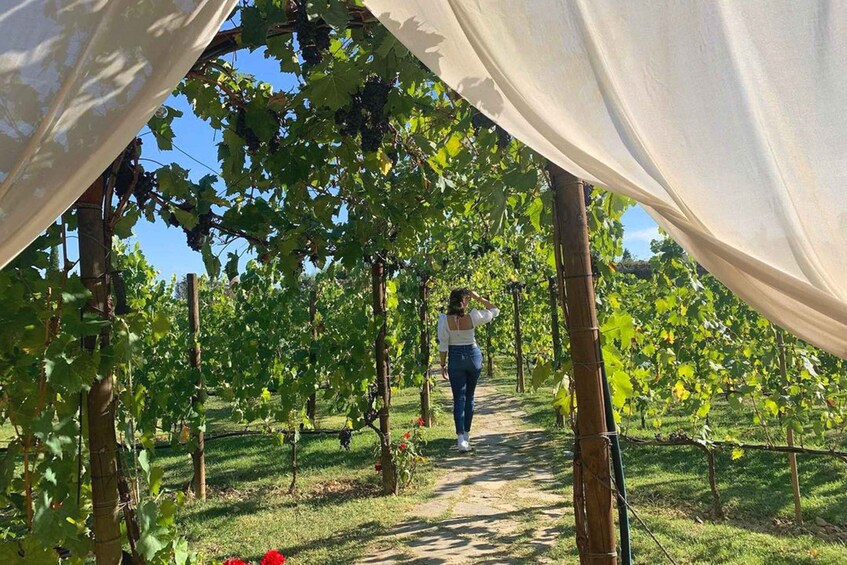 Picture 4 for Activity Lunch in the garden and Wine Tasting 4
