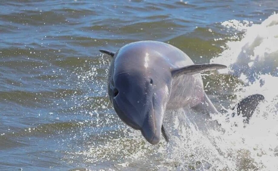 En delfin som hoppar upp ur vattnet. 5