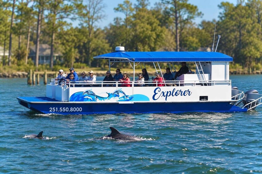 Picture 4 for Activity Orange Beach: Dolphin-Watching Eco-Boat Tour 2