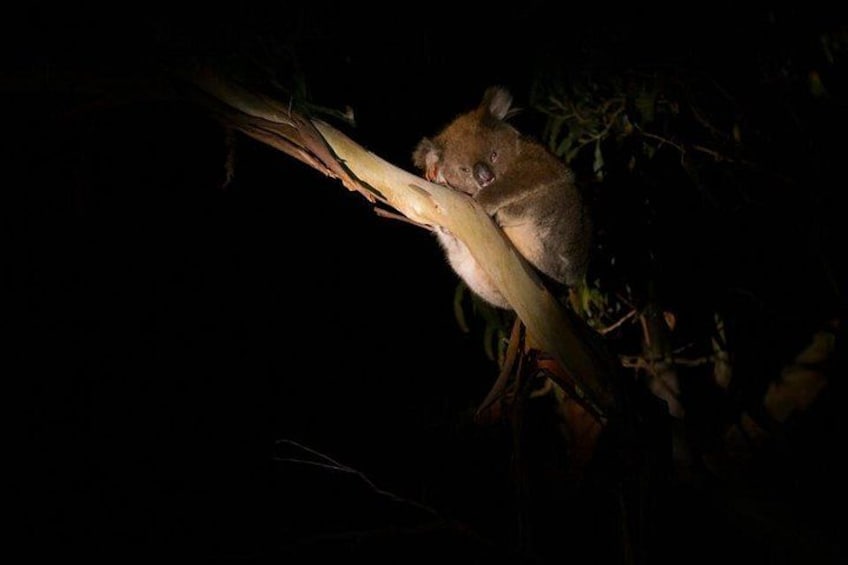 Een koala die zich vastklampt aan een tak in een donkere omgeving. 2