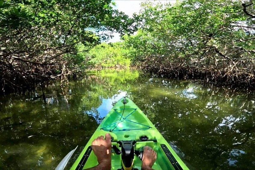 Un kayak verde su un fiume tranquillo, circondato da fitta vegetazione di mangrovie. 4