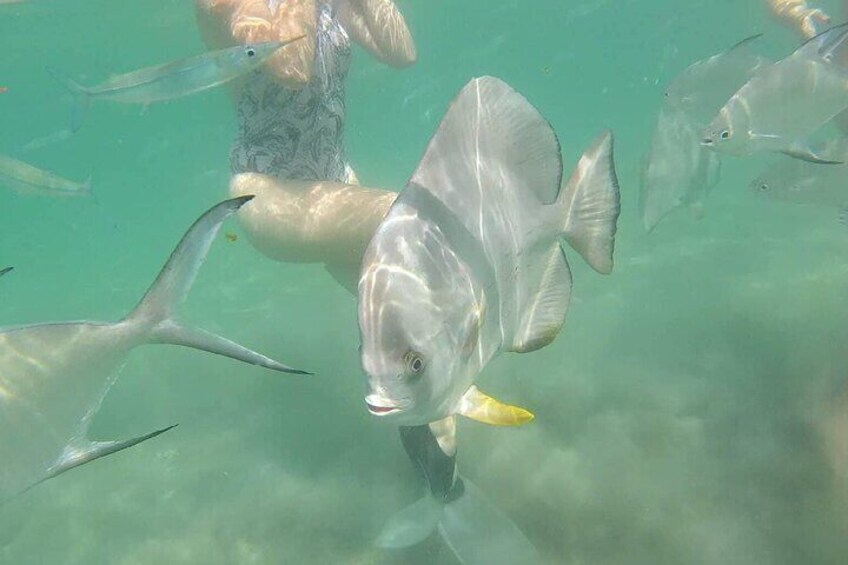 A person snorkeling with fish in clear water. 5