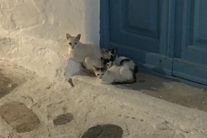 A white cat and kittens near a blue door on a stone-paved ground. 5