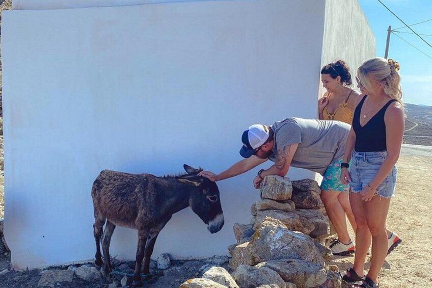 A donkey near a white wall, a person petting it, and two people standing nearby. 4