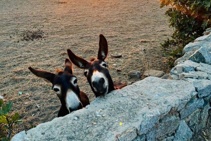 Dos burros tras un muro de piedra en un campo seco y abierto. 4