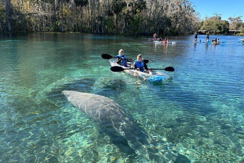 People kayaking on a clear river with a large fish nearby. 1