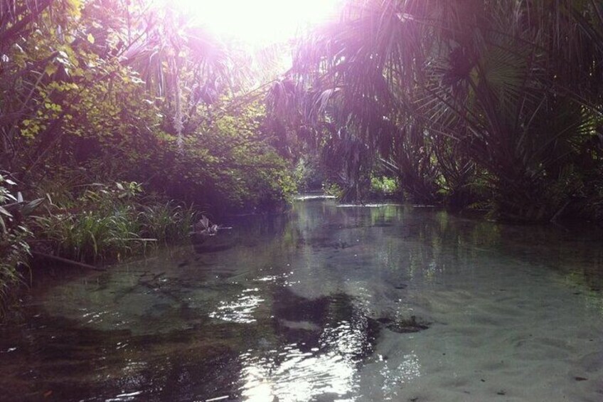 A shallow water body surrounded by dense vegetation. 5