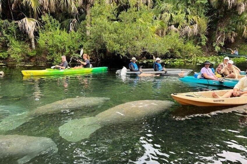 People kayaking on a river surrounded by lush greenery. 3