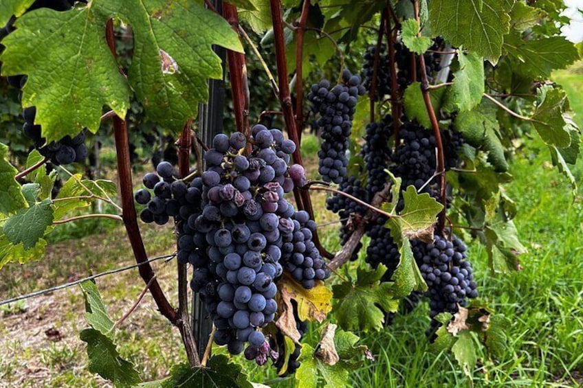 Small-Group Barolo Wine Tasting, Alba & UNESCO Piedmont Hills 4