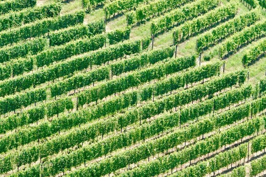 Small-Group Barolo Wine Tasting, Alba & UNESCO Piedmont Hills 3