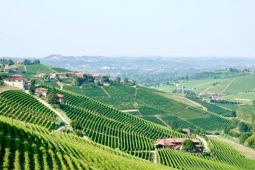 Small-Group Barolo Wine Tasting, Alba & UNESCO Piedmont Hills 1