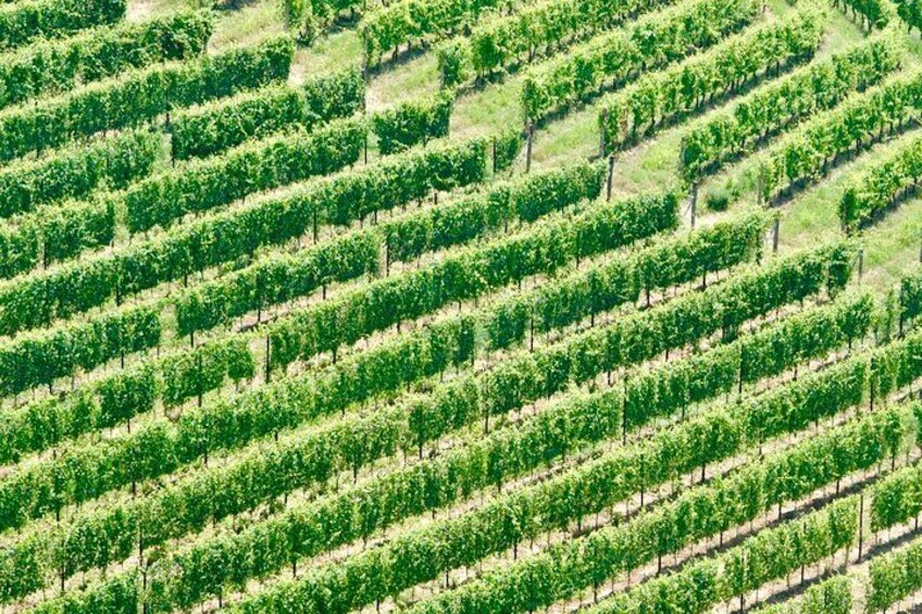 Small-Group Barolo Wine Tasting, Alba & UNESCO Piedmont Hills 3
