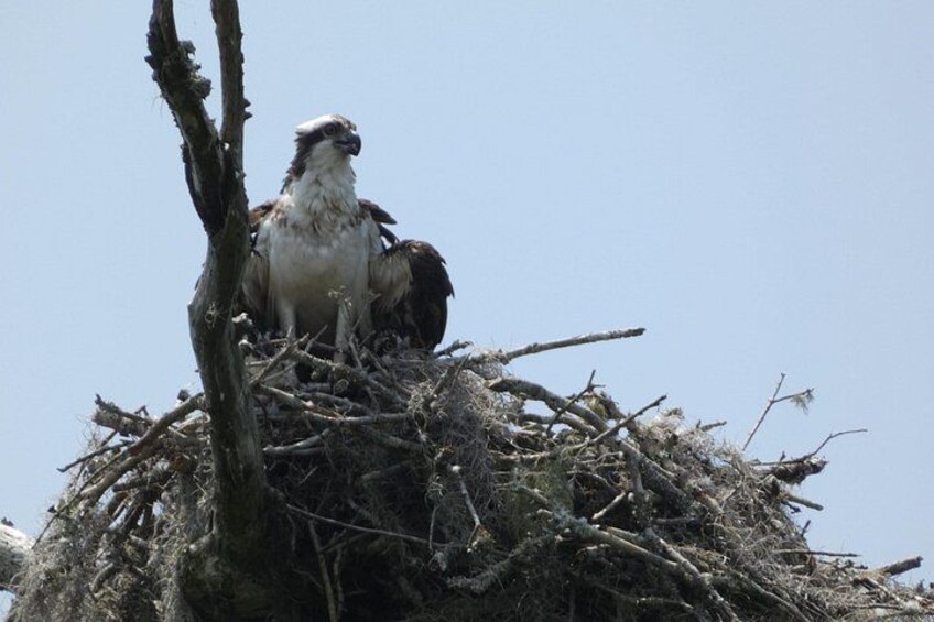 An osprey perched on a nest. 3