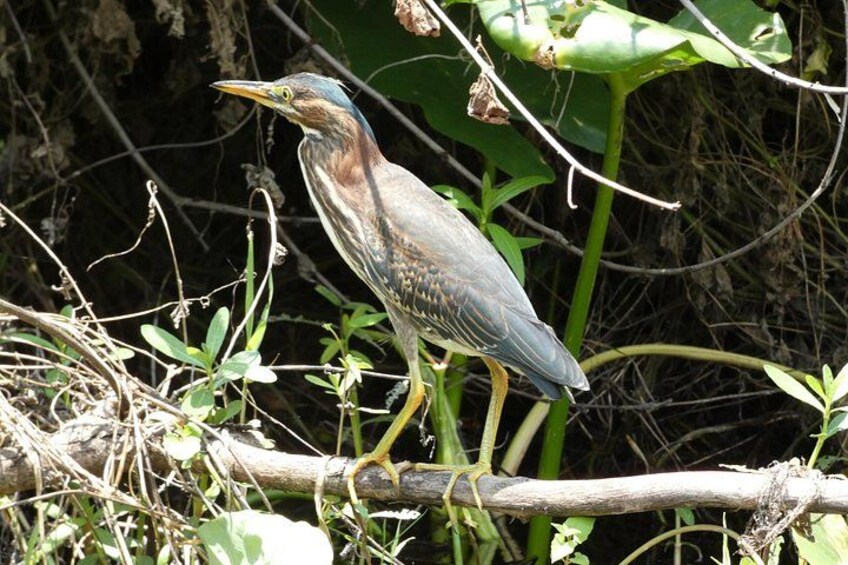 A bird perched on a branch surrounded by greenery. 2