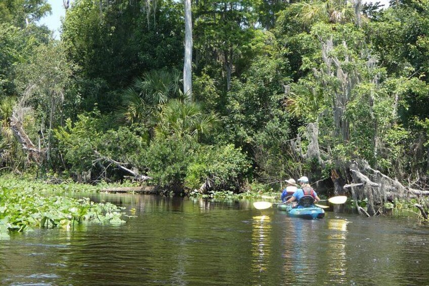 A river with kayaks, surrounded by dense greenery and trees. 4