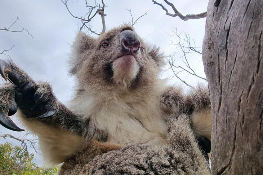Port Lincoln Mikkira Station Wild Koala Safari Tour 2