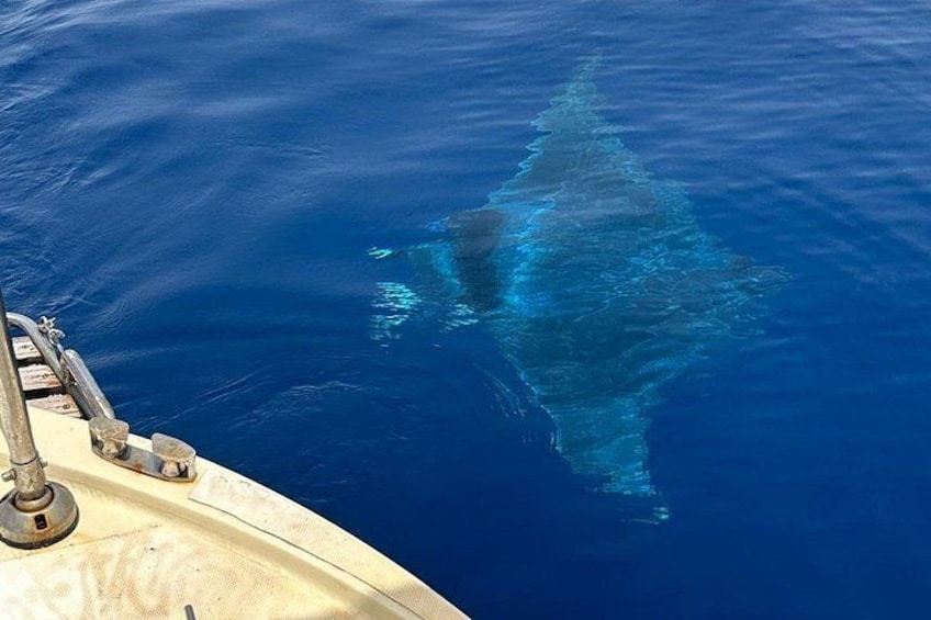In the company of a manta ray 2