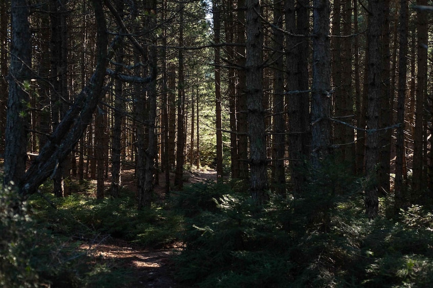 A dense forest with tall trees and a narrow path. 5