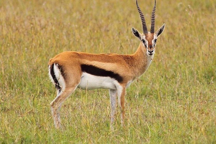 A gazelle standing in a grassy field. 3