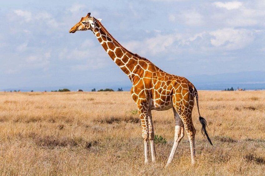 A giraffe standing in a dry grass field with a clear sky. 4