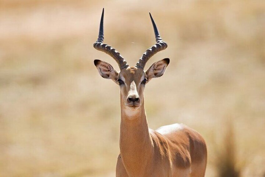 Half Day Tala Game Reserve and Natal Lion Park Tour From Durban 5