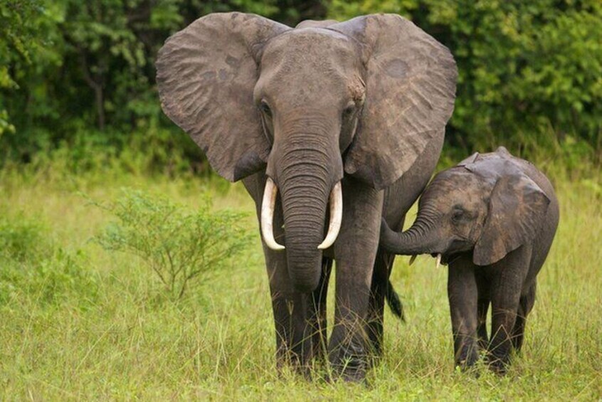 Half Day Safari - Tala Game Reserve and Natal Park from Durban 1