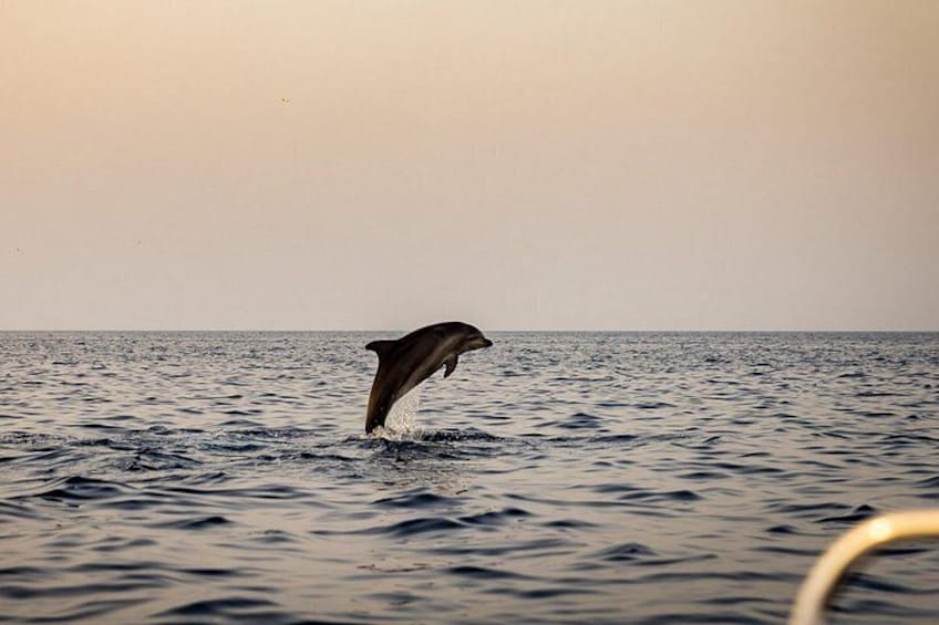 Sunrise Dolphins & Fishermen at Work speedboat tour in Rovinj 3