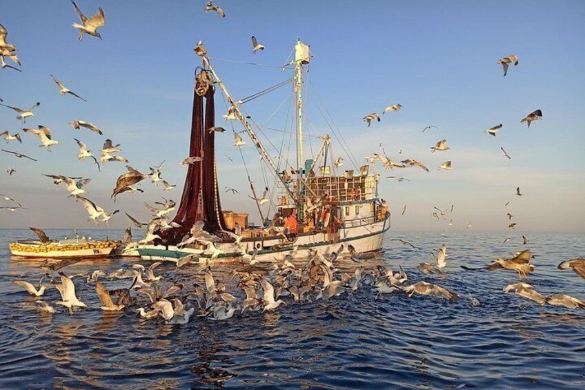 A fishing boat with a net in the water, surrounded by seagulls. 3