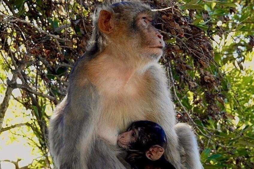 Un mono sosteniendo a un cachorro de mono en un árbol. 3