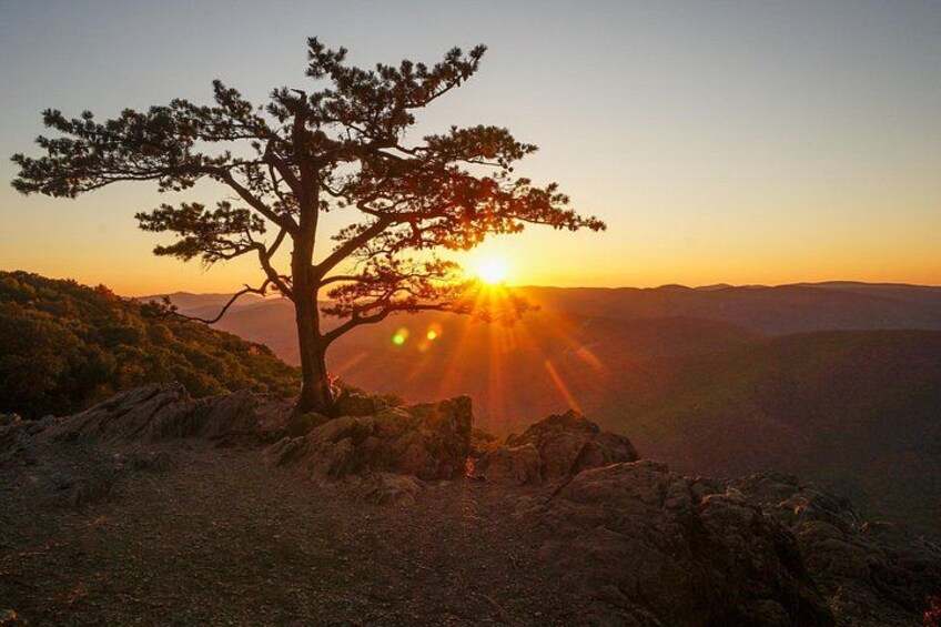 Un árbol solitario sobre un saliente rocoso, con el sol poniéndose al fondo. 4