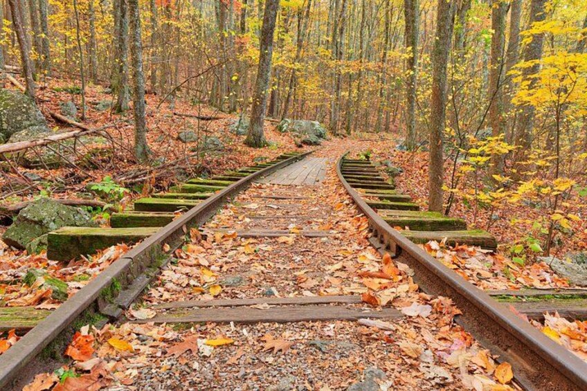 Una vía de tren en un bosque con hojas caídas y árboles. 2