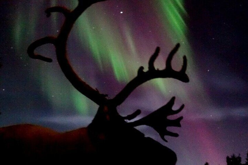 Northern Lights with Sleigh Ride in Jukkasjärvi