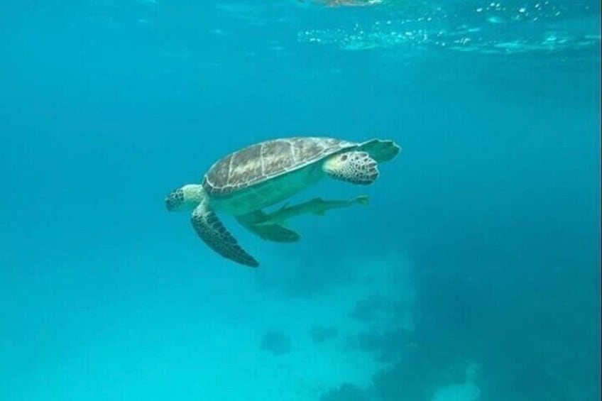 A sea turtle swimming underwater. 4