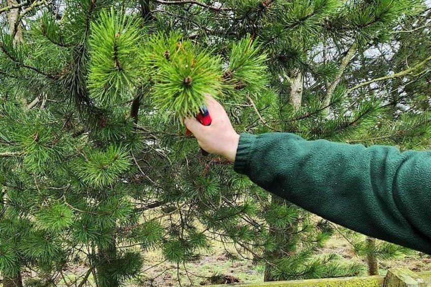 A hand holding a pine cone against a backdrop of a coniferous forest. 3