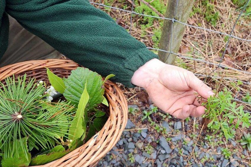A person holding a small plant near a wicker basket with greenery. 5