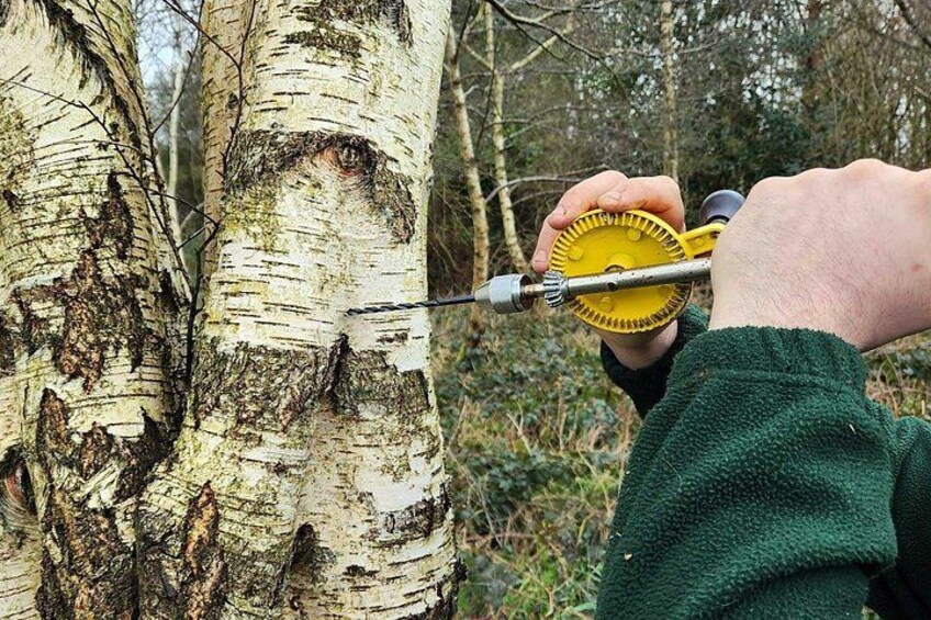 A person using a tool to measure a tree. 2