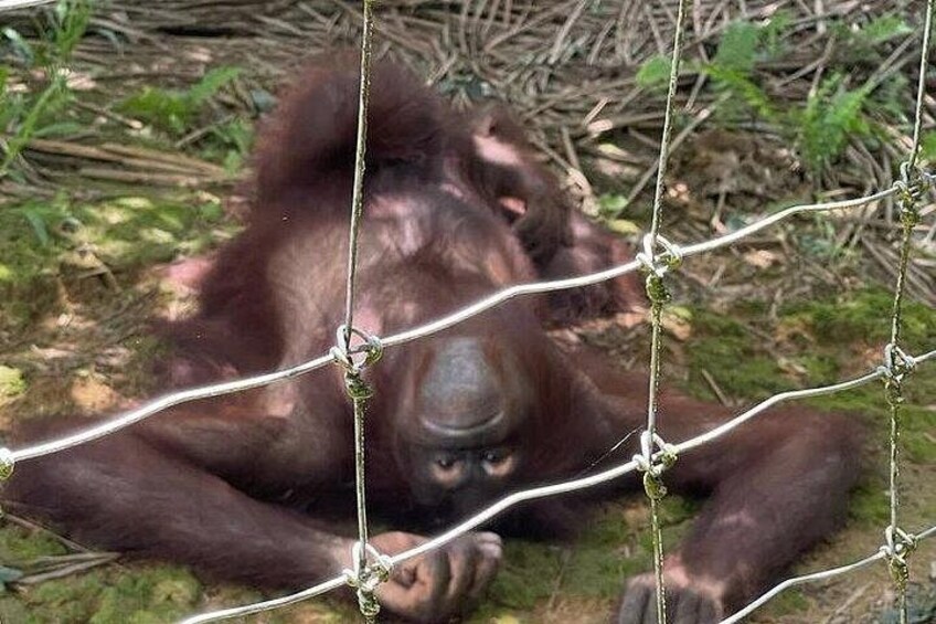 An orangutan lying on the ground behind a wire fence. 2