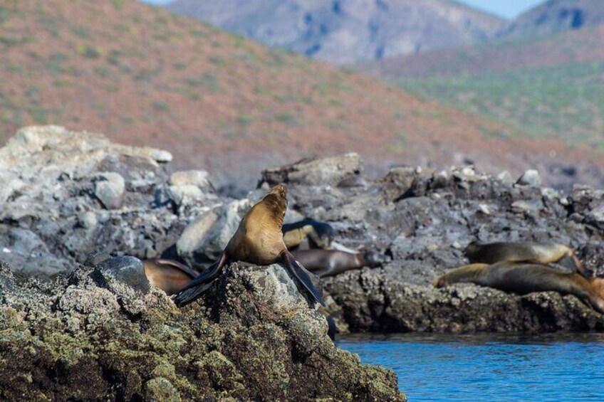 Whale sharks and sea lions snorkeling plus Balandra beach lunch